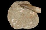 Fossil Plesiosaur (Zarafasaura) Tooth - Morocco #116934-1